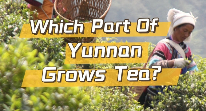 Which part of Yunnan grows tea?